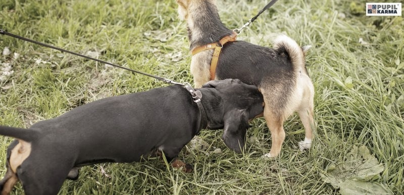 Cieczka u psa – jak skutecznie zabezpieczyć suczkę i dom?
