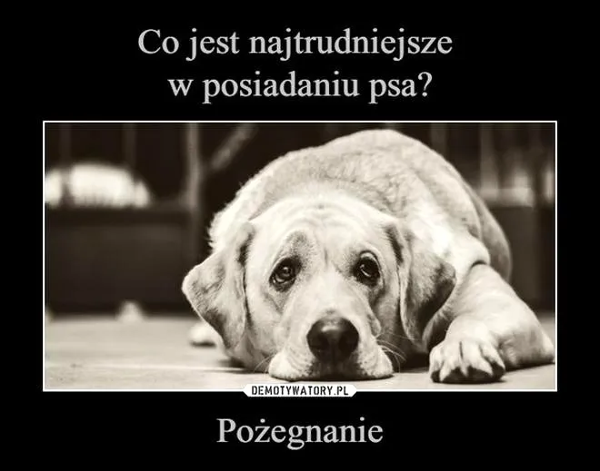 Jak przygotować się na śmierć psa: praktyczne porady i wsparcie emocjonalne