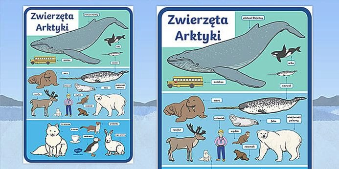 Arktyka – jakie zwierzęta żyją w krainie lodu?