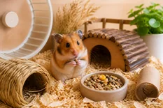 Chomik