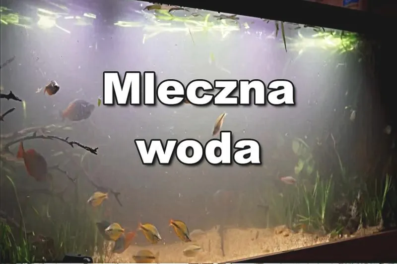 Czemu woda w akwarium mętnieje i jak temu zaradzić?