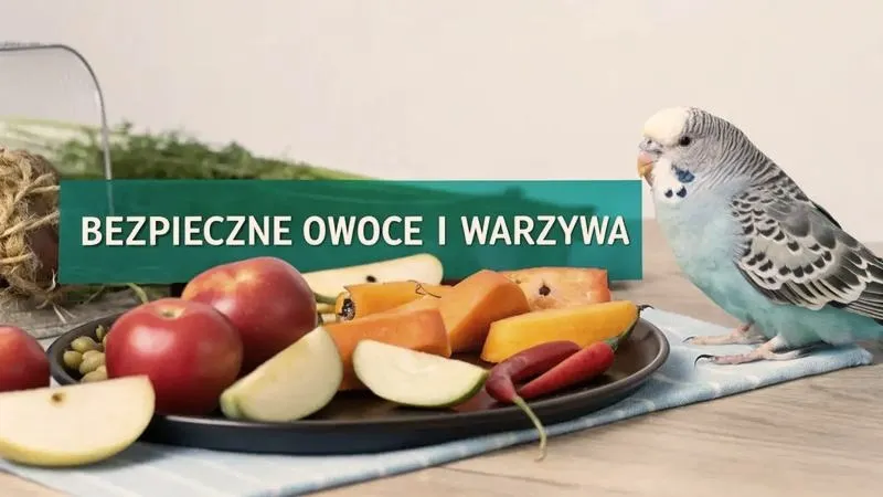 Czy papugi faliste mogą jeść marchewkę? bezpieczne porcje i zasady