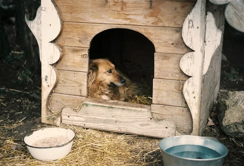 Czy pies może zamarznąć w budzie? Jak ochronić go przed mrozem