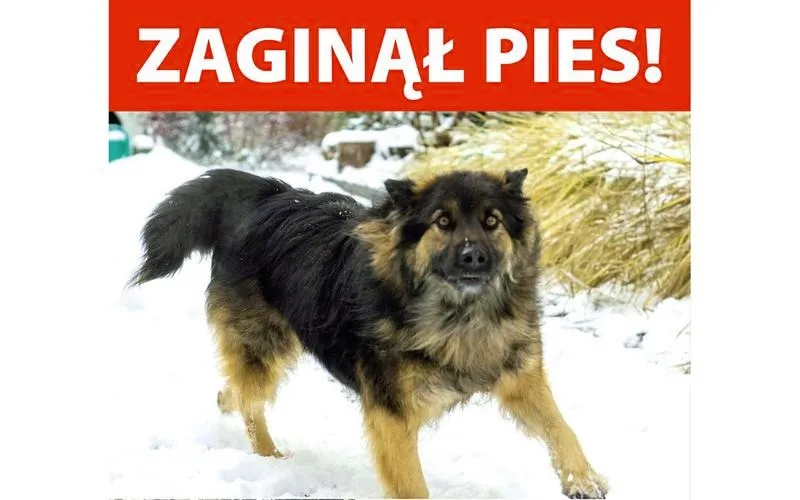 Czy pies wróci do domu? Poznaj sprawdzone metody poszukiwań!