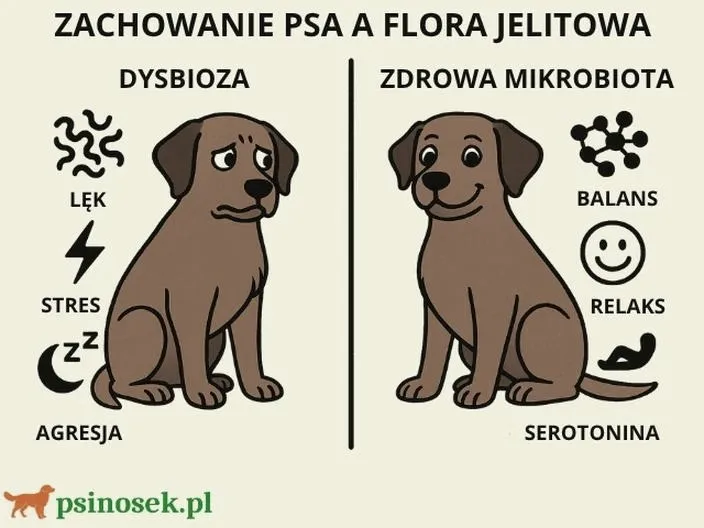 Dlaczego mój pies podgryza mnie? Oto przyczyny tego zachowania