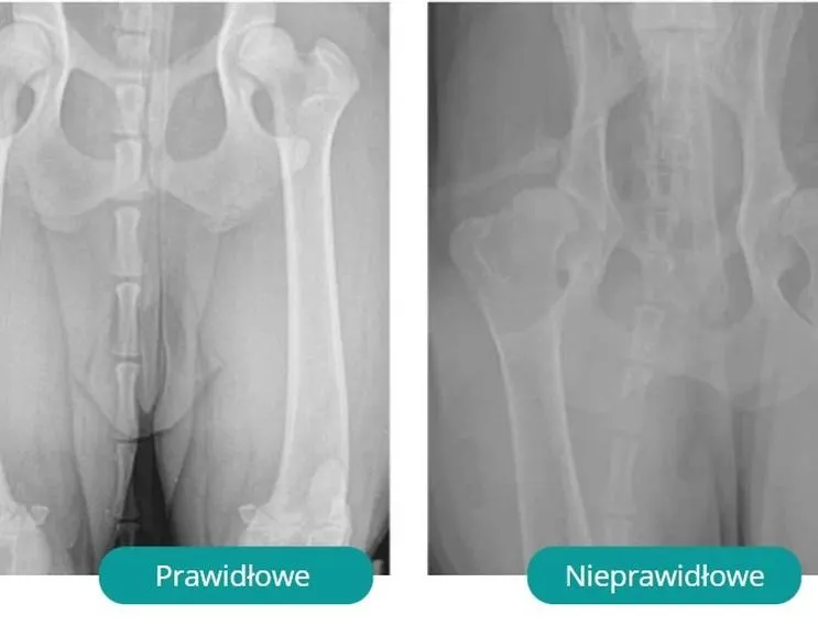 Dysplazja u psa – co powinieneś wiedzieć, by zadbać o jego zdrowie?