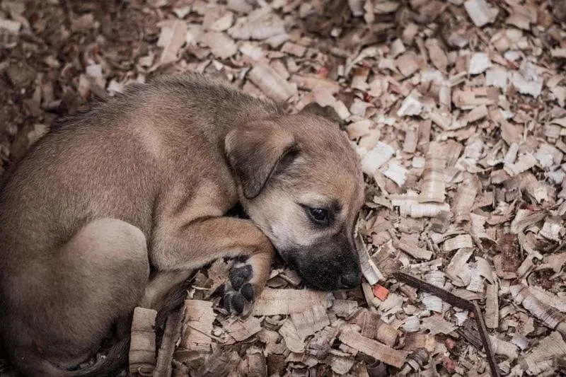 Gdzie dzwonić w sprawie bezdomnego psa? Sprawdź, jak pomóc!
