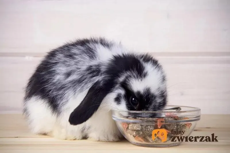 Ile kosztuje 1 kg tuszki królika w 2026 roku? Sprawdzamy aktualne ceny!