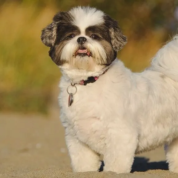 Ile lat żyje pies shih tzu? Oto wszystko, co musisz wiedzieć!