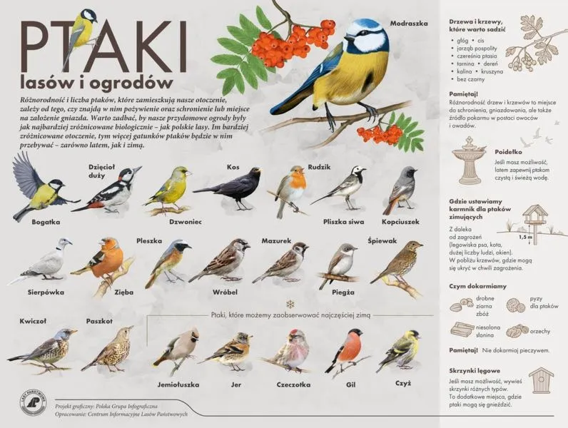 Ile ptaków żyje w Polsce? Odkryj bogactwo naszych skrzydlatych przyjaciół!