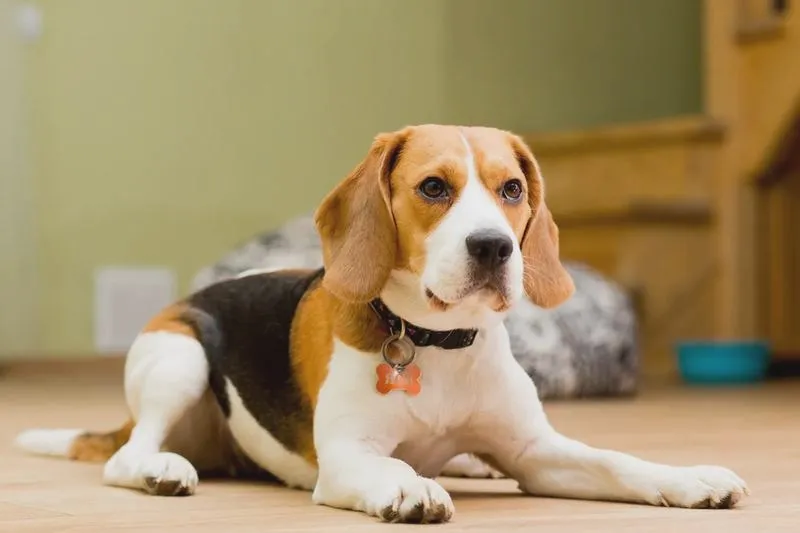 Ile żyją beagle: przeciętnie 12–15 lat i jak wydłużyć ich życie