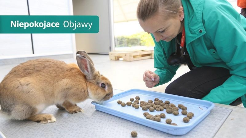 Jak leczyć biegunkę u królika? Bezpieczne kroki i sygnały alarmowe