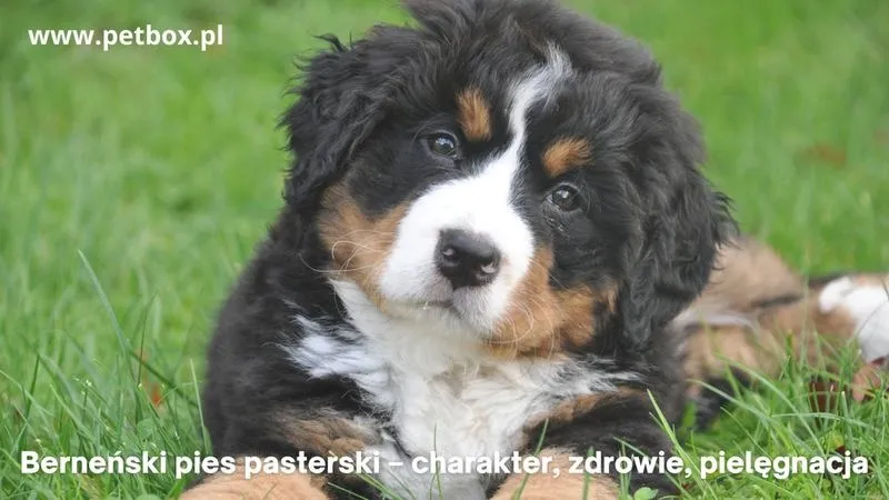 Jak narysować pięknego berneńskiego psa pasterskiego krok po kroku