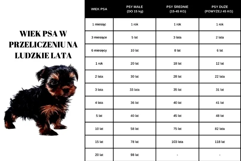 Jak obliczyć wiek psa yorka w ludzkich latach? Sprawdź, jak to zrobić!