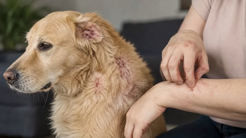 Jak pozbyć się świerzbu u psa? Objawy i skuteczne leczenie