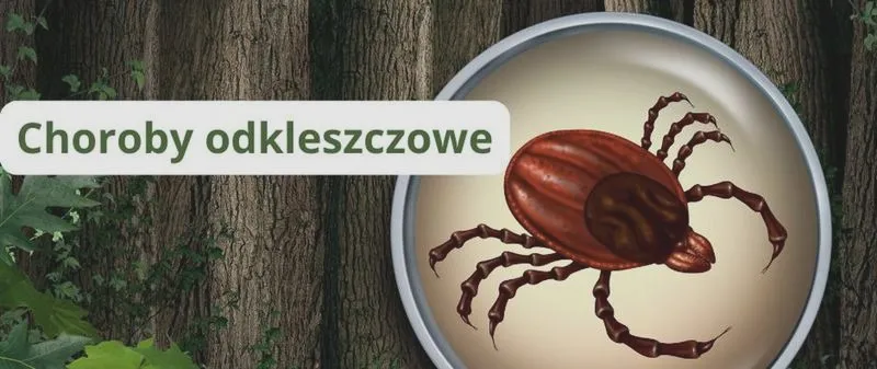 Jak rozpoznać objawy chorób odkleszczowych u psa?