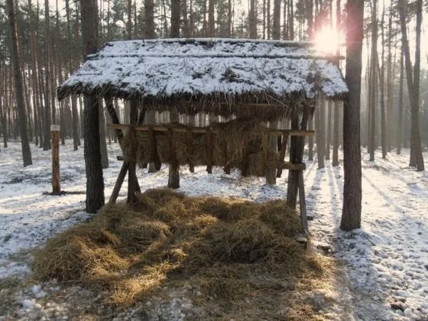 Jak skutecznie i bezpiecznie dokarmiać zwierzęta leśne zimą?