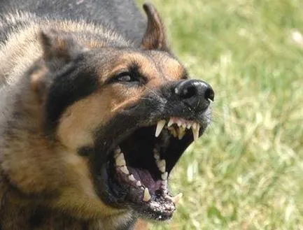 Jak uchwycić wyjątkowe szczekanie psa w twoich tekstach?