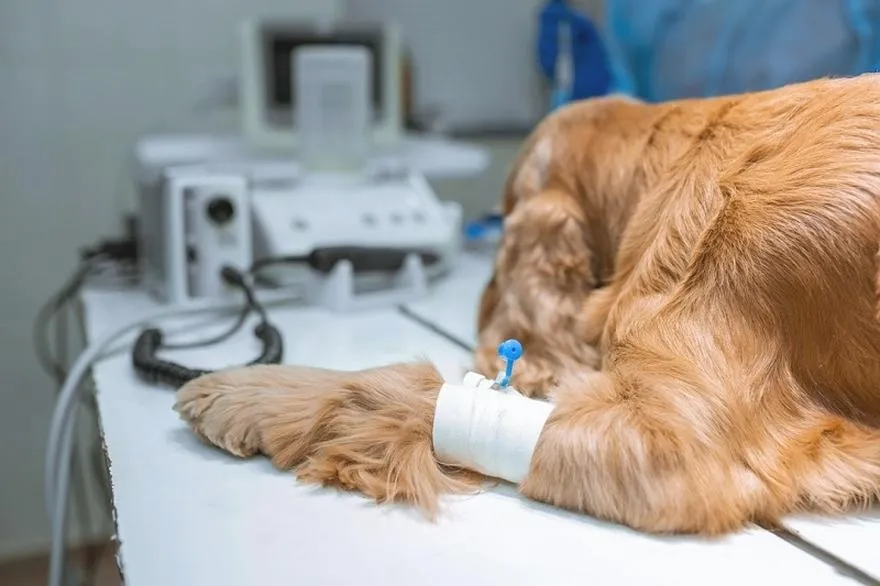 Jak wygląda biopsja u psa? Przebieg badania krok po kroku
