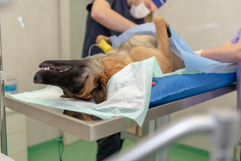 Jak wygląda kastracja psa? przygotowanie, przebieg i opieka po zabiegu