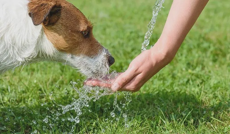 Jak zachęcić psa do picia – skuteczne sposoby na zwiększenie jego nawodnienia