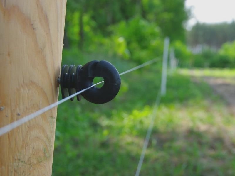 Jaki pastuch dla psa wybrać? Bezpieczne rozwiązania do ogrodu