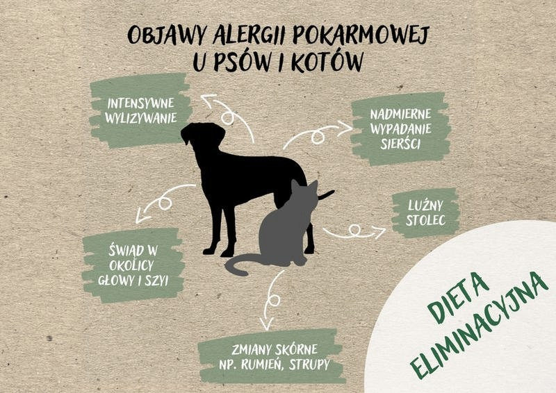 Jakie leki na alergię dla psa? Bezpieczne opcje i porady weterynarza
