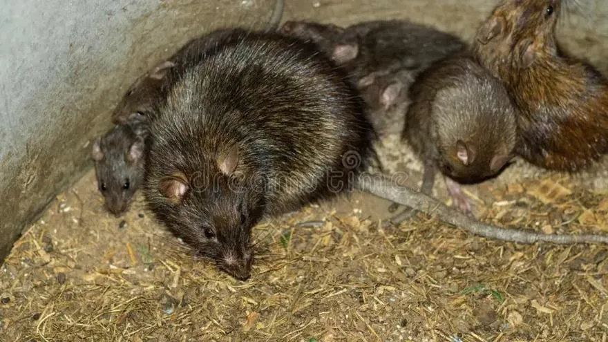 Jakie przysmaki wybierają dzikie szczury w swoim naturalnym środowisku?
