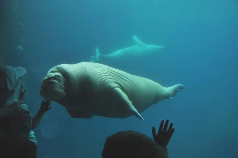 Jakie są ceny biletów do zoo w Hamburgu? Sprawdź, ile zapłacisz!