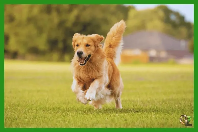 Jakie są realne koszty wyrobienia rodowodu dla psa?