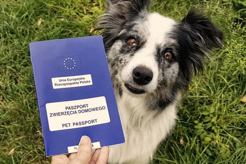 Kiedy można wyrobić paszport dla psa? Praktyczny przewodnik dla właścicieli