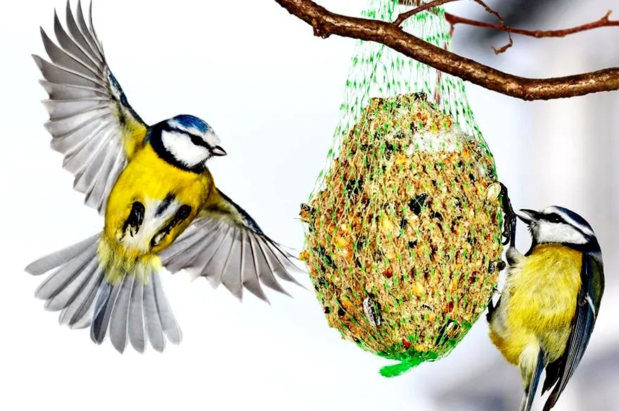 Kiedy zaczynać dokarmianie ptaków w ogrodzie?