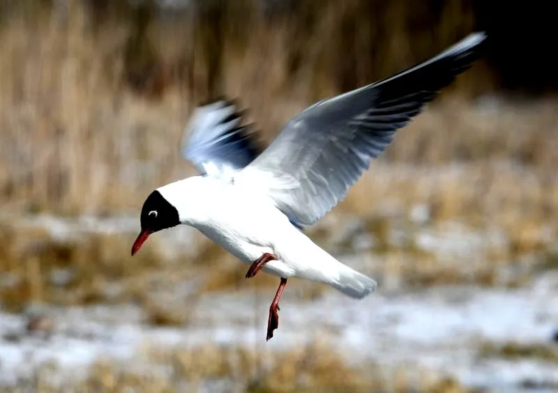 Mewa śmieszka – ciekawy ptak, którego warto poznać