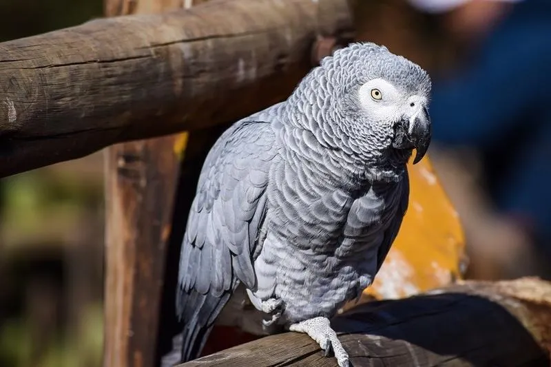Papuga, która mówi – jaka jest jej cena i co warto wiedzieć?