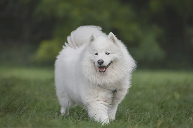 Samoyed: Pies czy suka? Wybór idealnego towarzysza