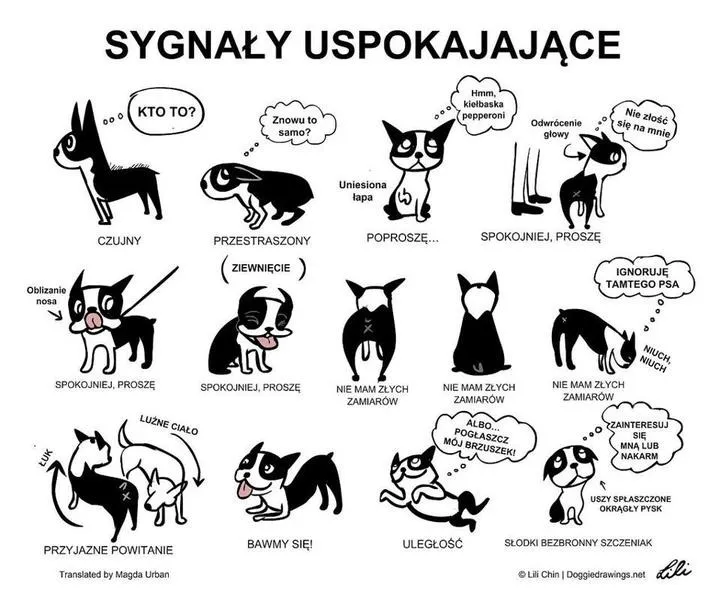 Uszy psa – co oznacza ich ułożenie i ruchy?