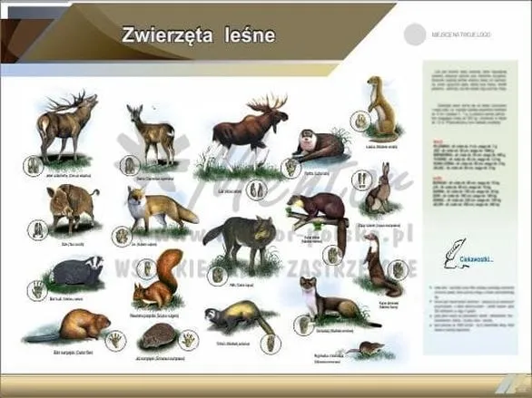 Zimowe wsparcie dla zwierząt leśnych – jak skutecznie im pomagać