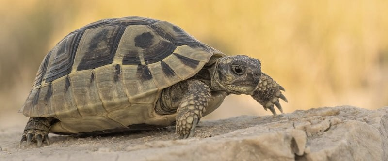 Żółw w domu – czy to legalne i jak zapewnić mu dobre warunki?