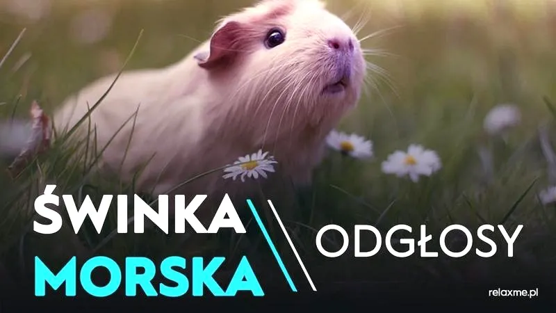 Zrozumieć świat dźwięków świnki morskiej: co oznaczają jej odgłosy?