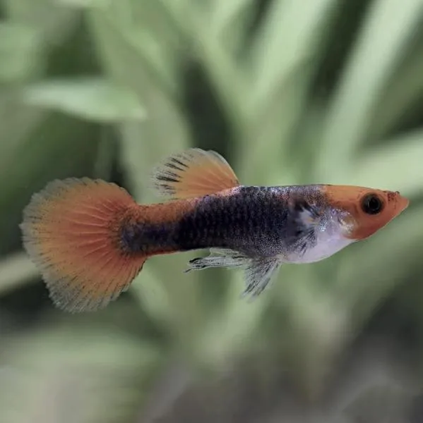 Akwarium 50l