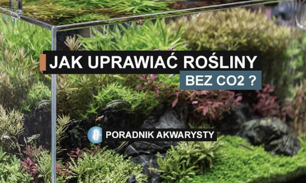 Akwarium z welonami