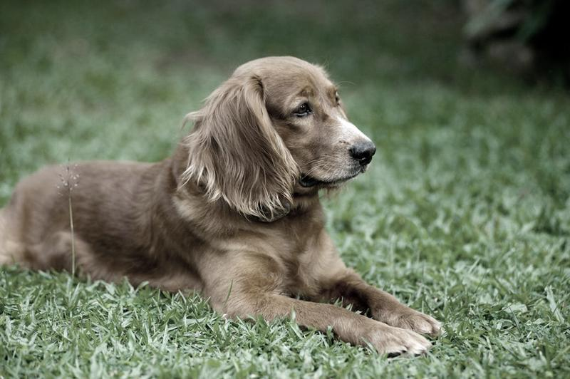 Angina ropna u psa