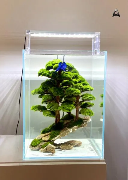 Aranżacja drzewka bonsai