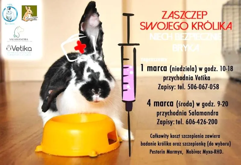 Bezpieczeństwo szczepień w ciąży