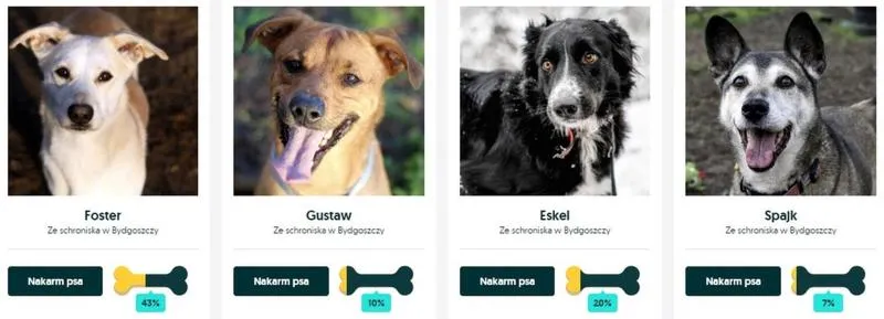 Bezpieczna opieka nad psem