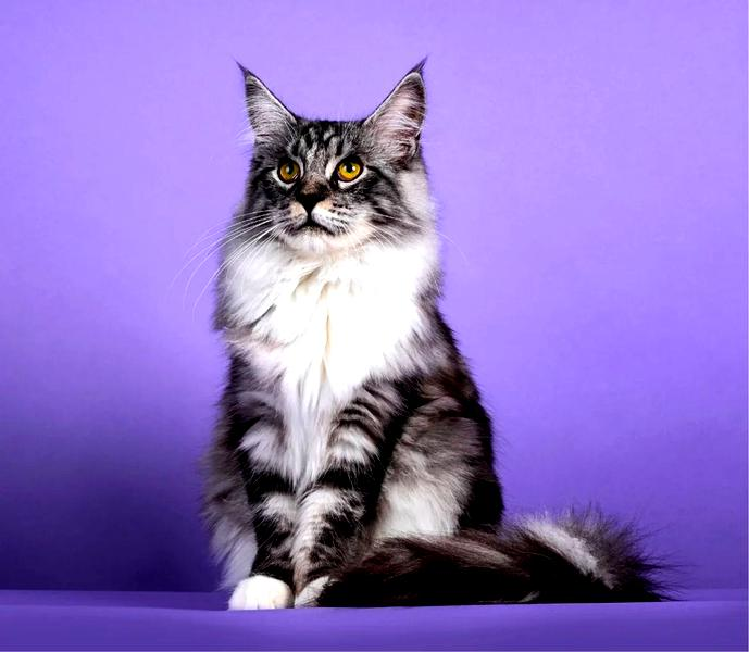 Cena kota maine coon