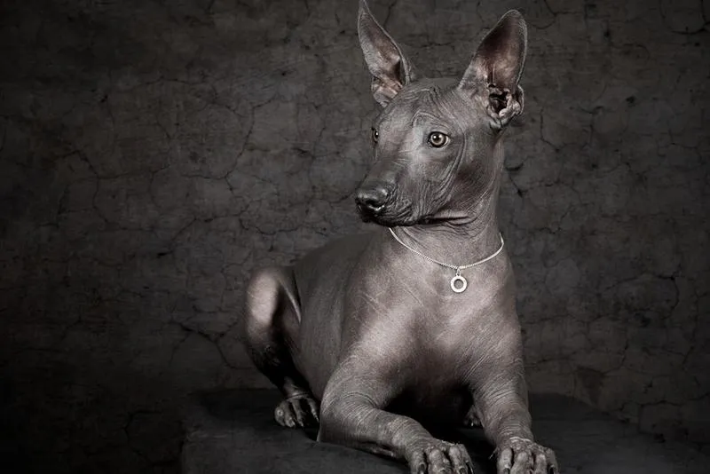Charakterystyka chihuahua