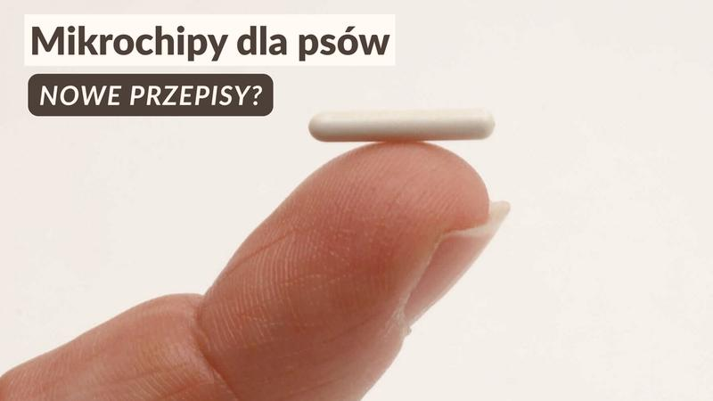 Chipowanie psa