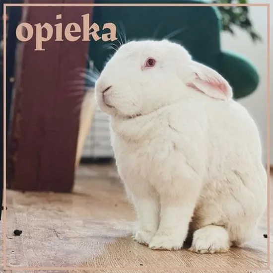Chłodzenie królika latem