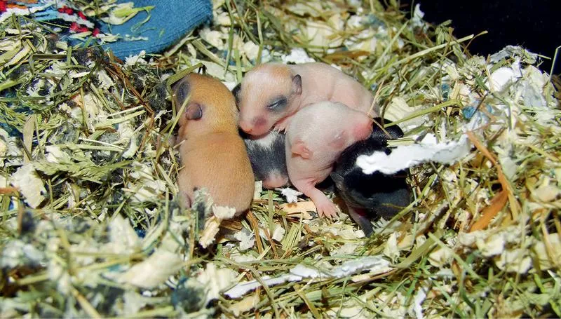Chomiki dżungarskie